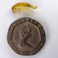 Killer shrimp